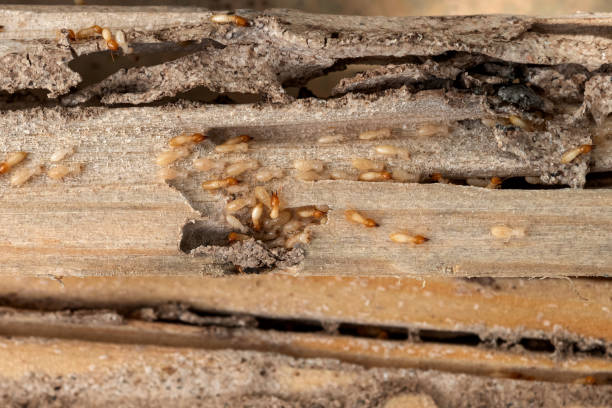 Best Pest Control Treatment  in River Ridge, FL